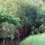 Mangrove de la zone des Aguégués