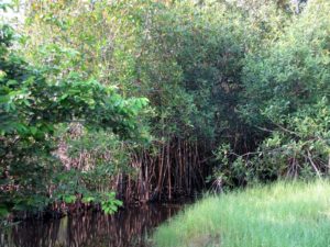 Mangrove de la zone des Aguégués