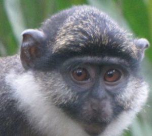 04.4_singe.jpg