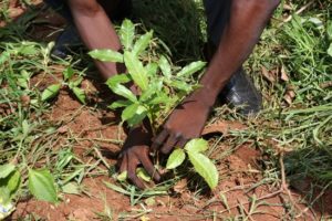 Plant de Khaya mis en terre