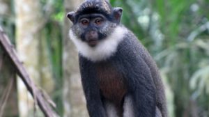 singe-a-ventre-rouge.jpg